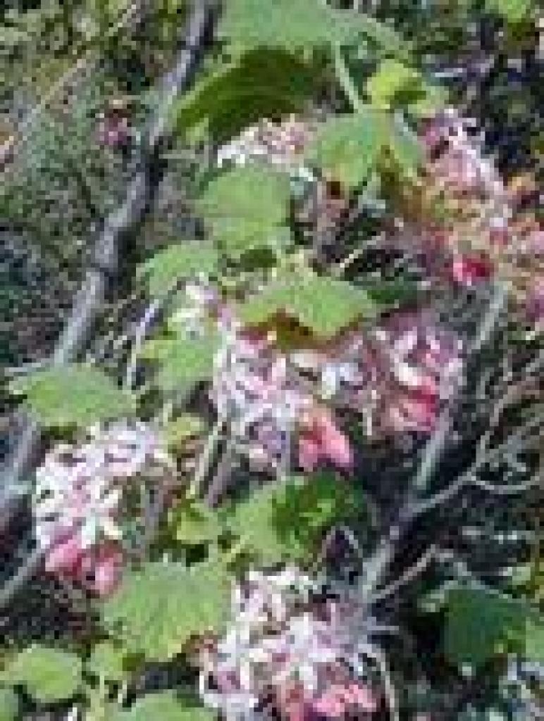 Currant