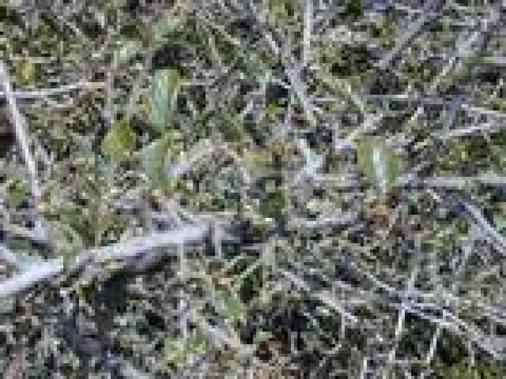 Cercocarpus
