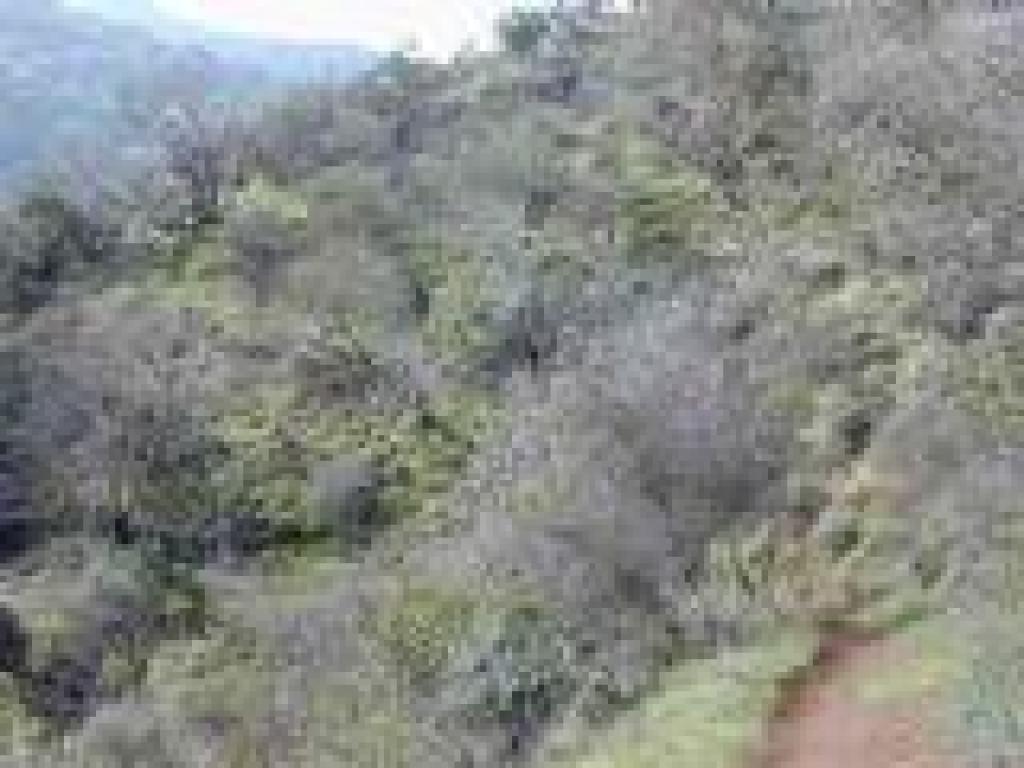 Buckeyes on a hillside