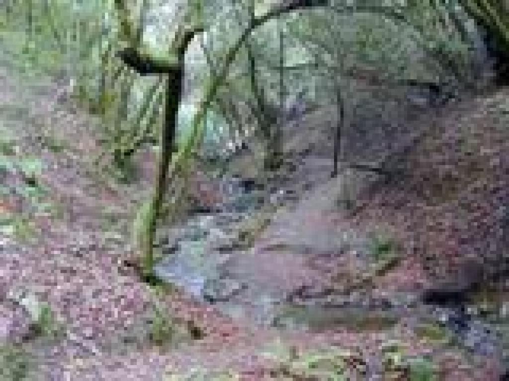 Bunny Creek Loop Trail