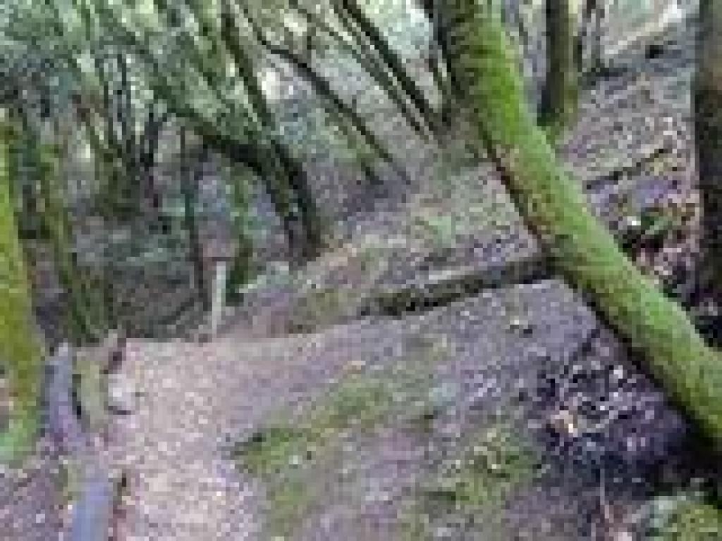 Trail curves awsy from the creek