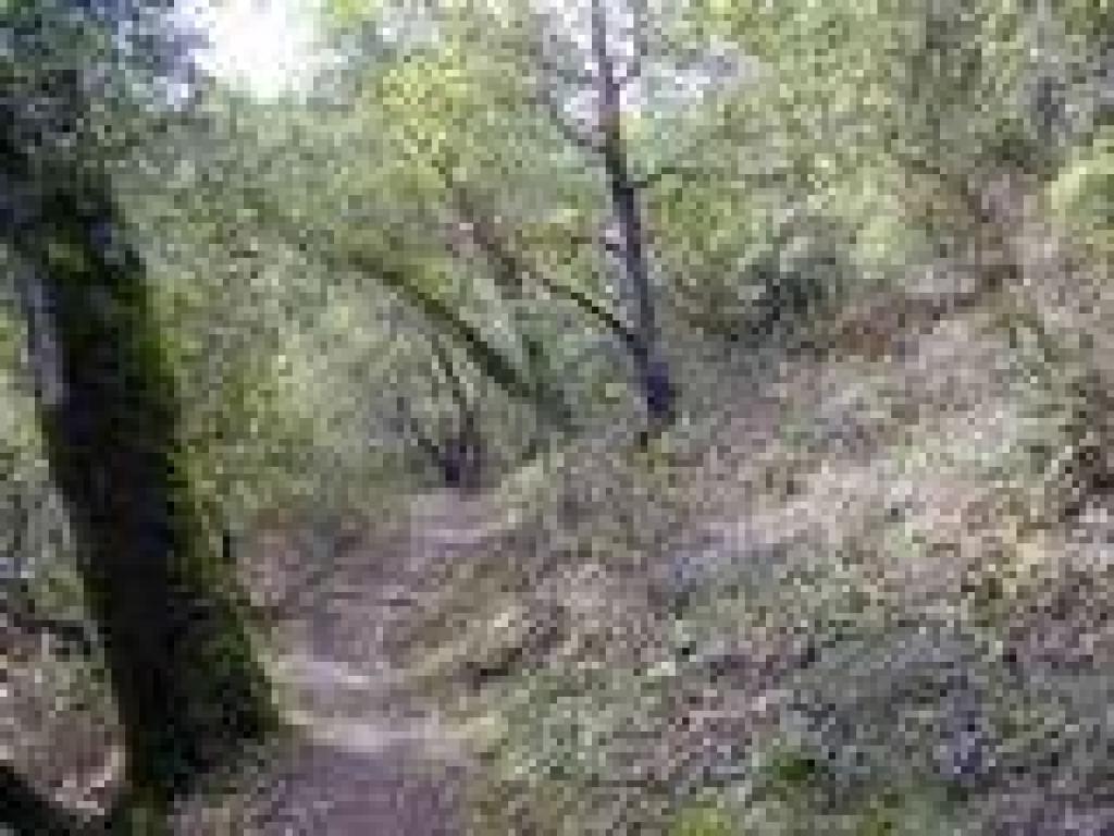 Bunny Creek Loop Trail