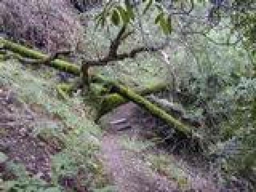 Unnamed trail