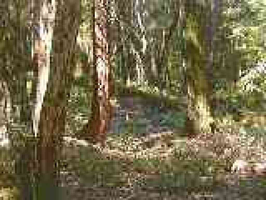 A yearling under the trees
