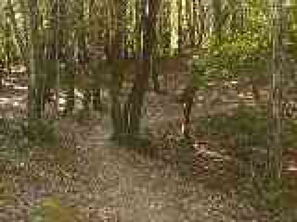 Dean Trail