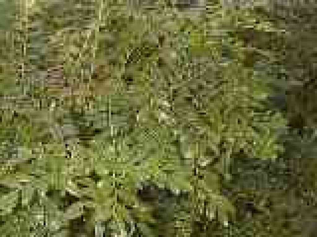 Huckleberry