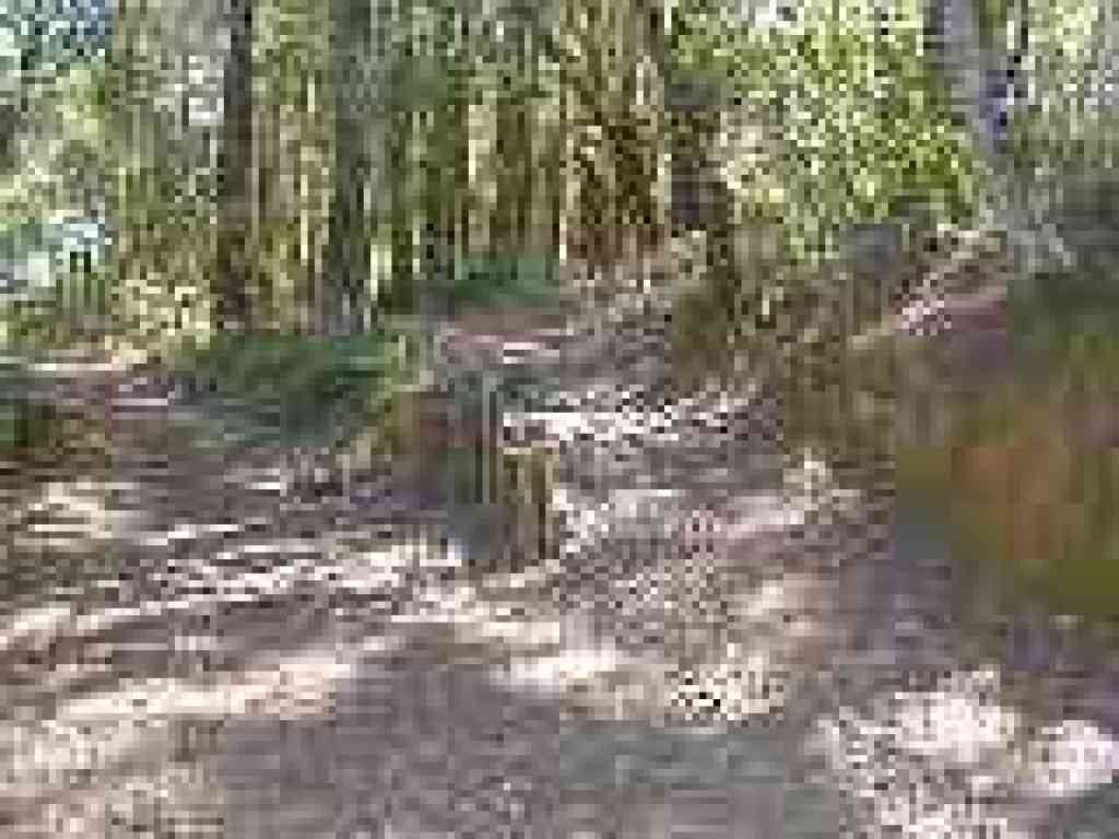 Looking back to junction with Chinquapin Trail