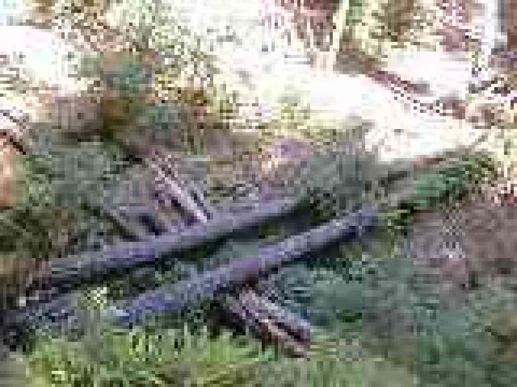 Fallen trees in the creek