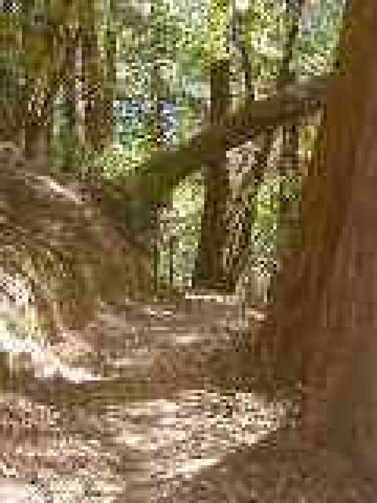 Leaning tree