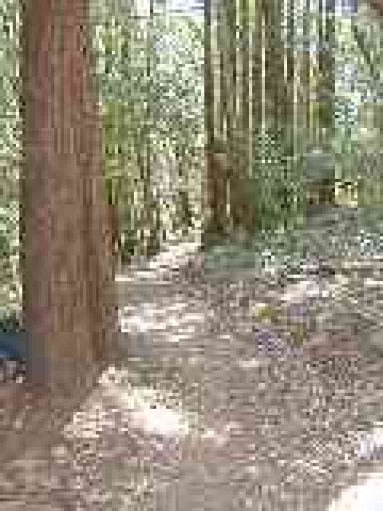 Redwoods