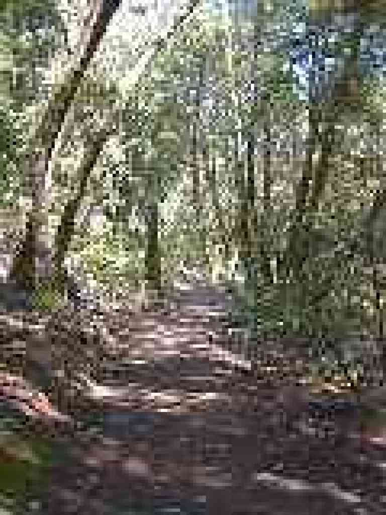 Transition in vegetation