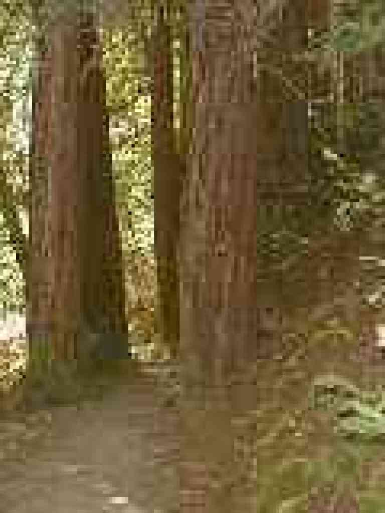 Squeezing through redwoods