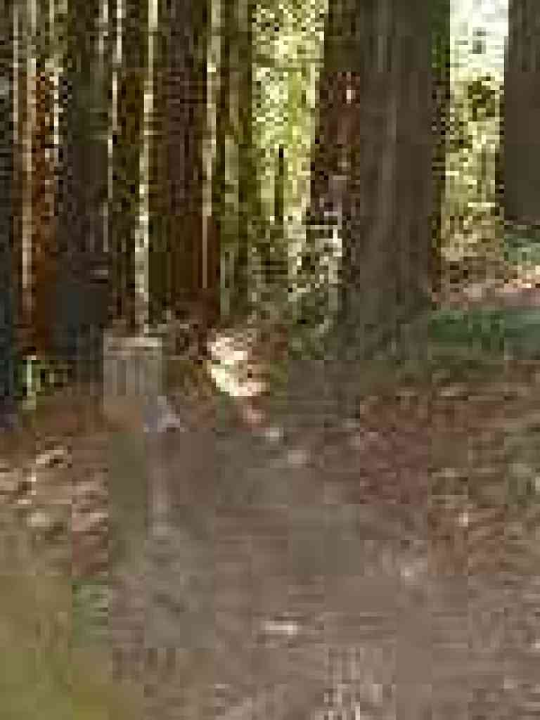 Fences protect against shortcuts