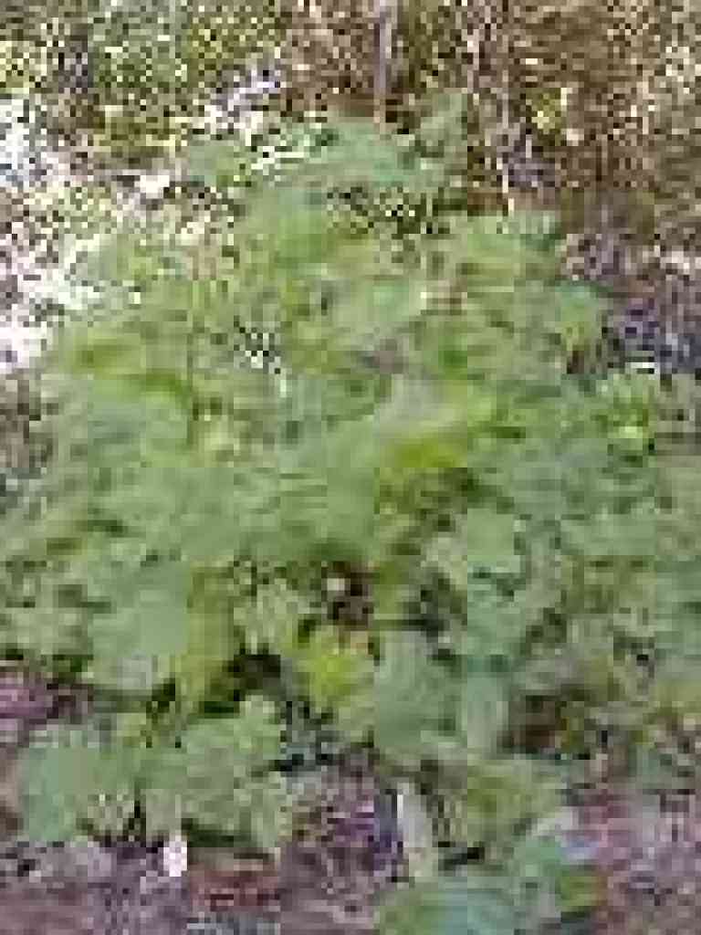 Thimbleberry