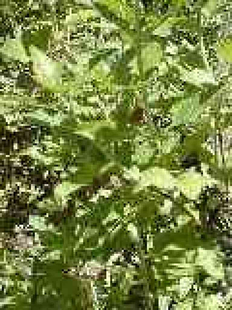 Pitcher sage