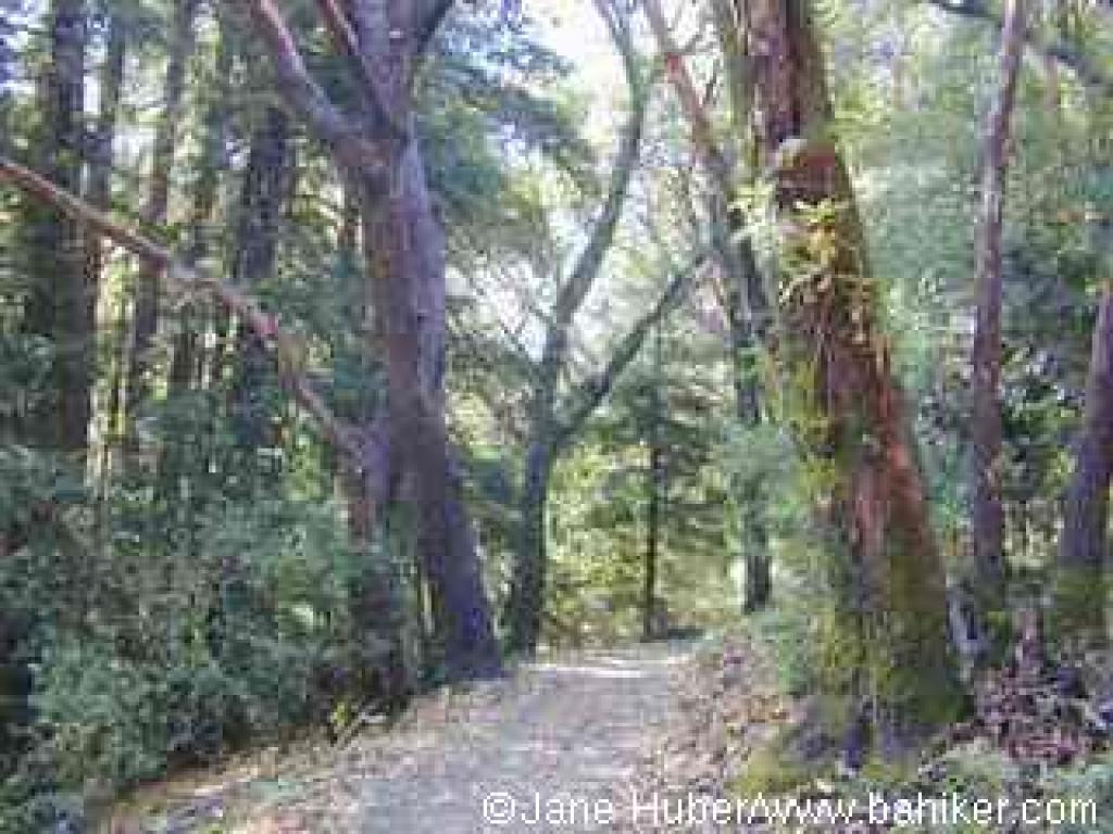Dean Trail