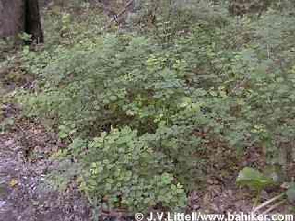 Snowberry photo