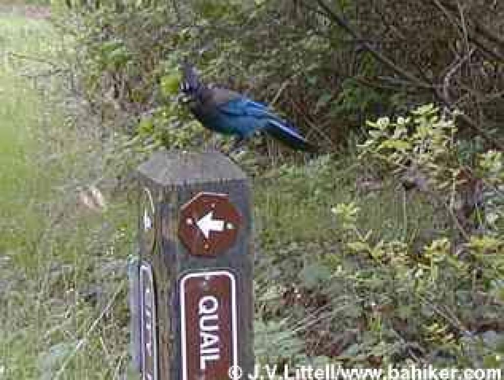 Steller's Jay photo