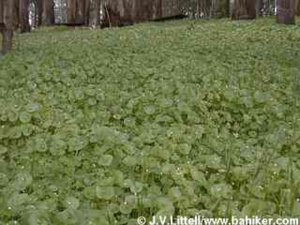 Miner's lettuce photo