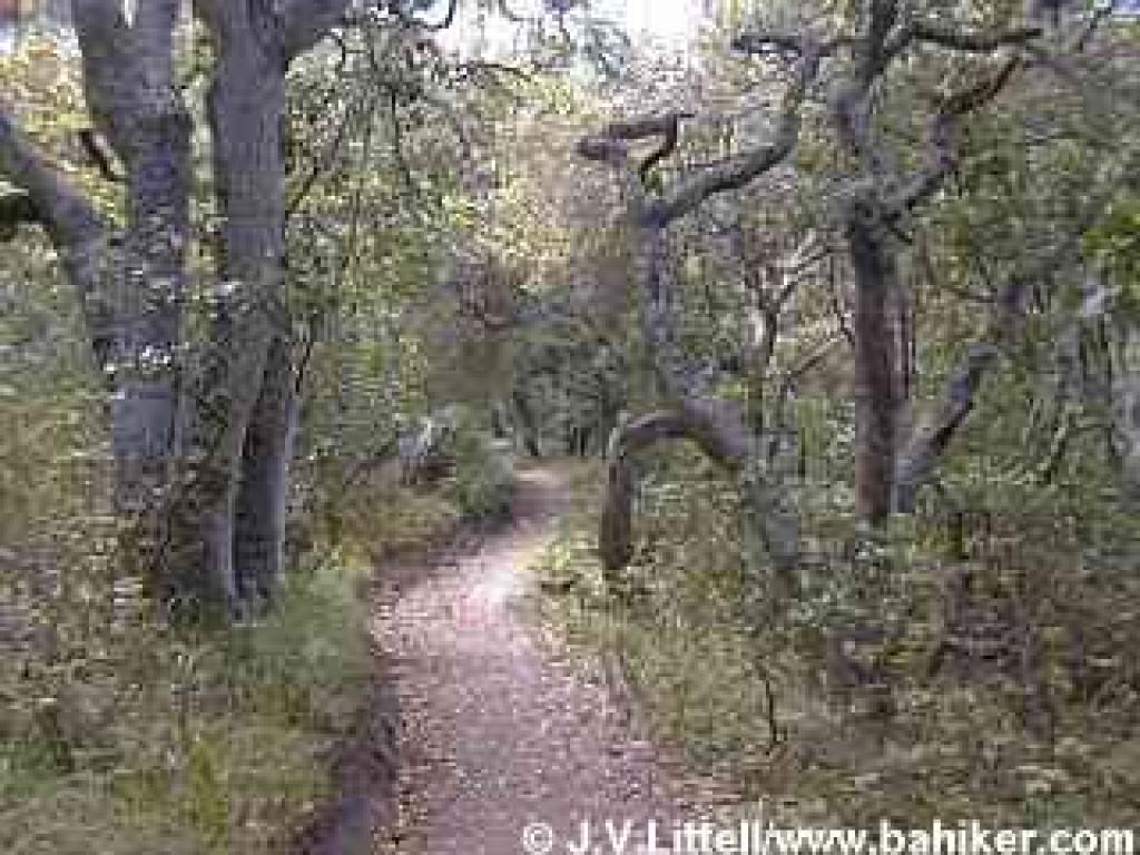 Back in oak woodland