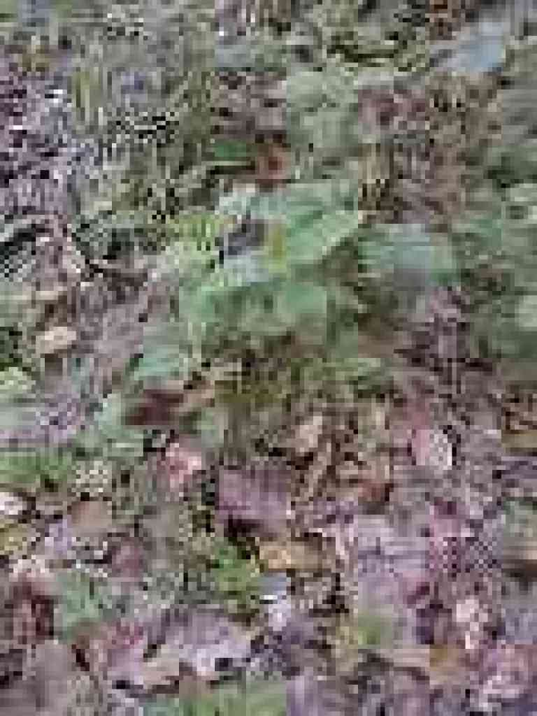 Wood mint