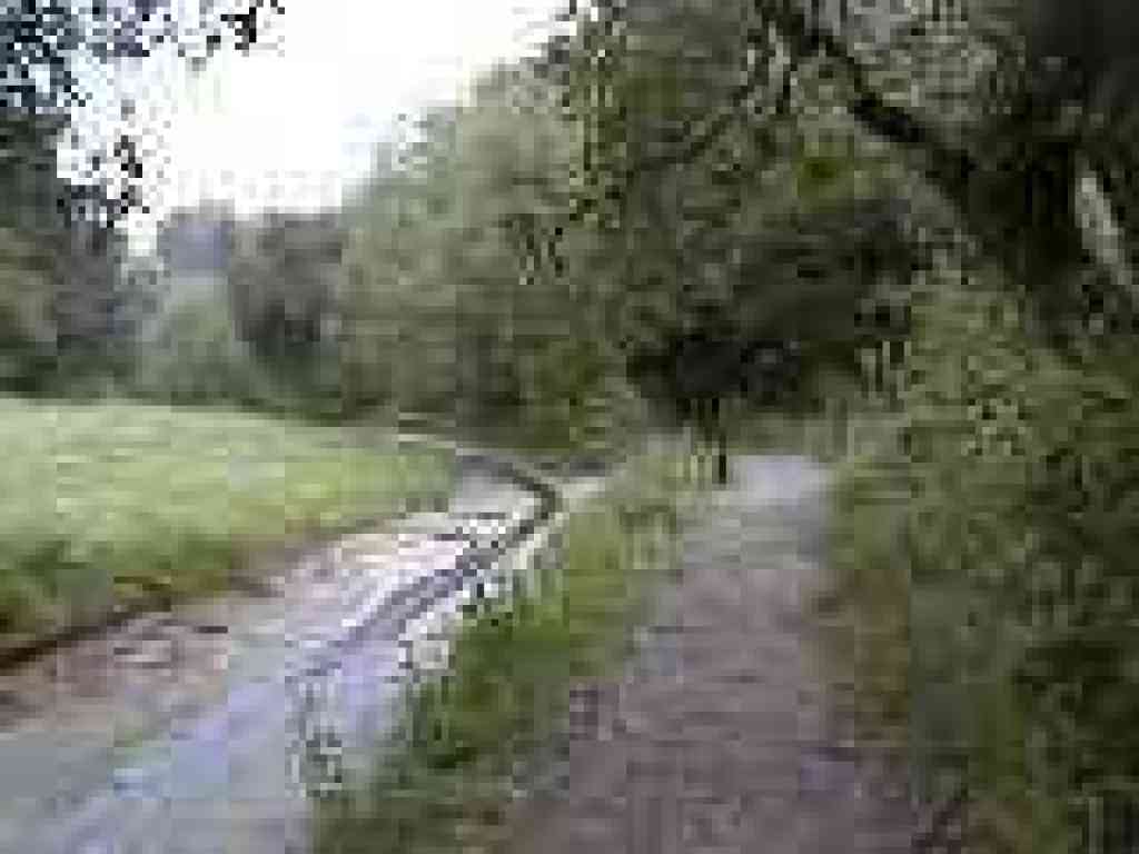 Trail along creek