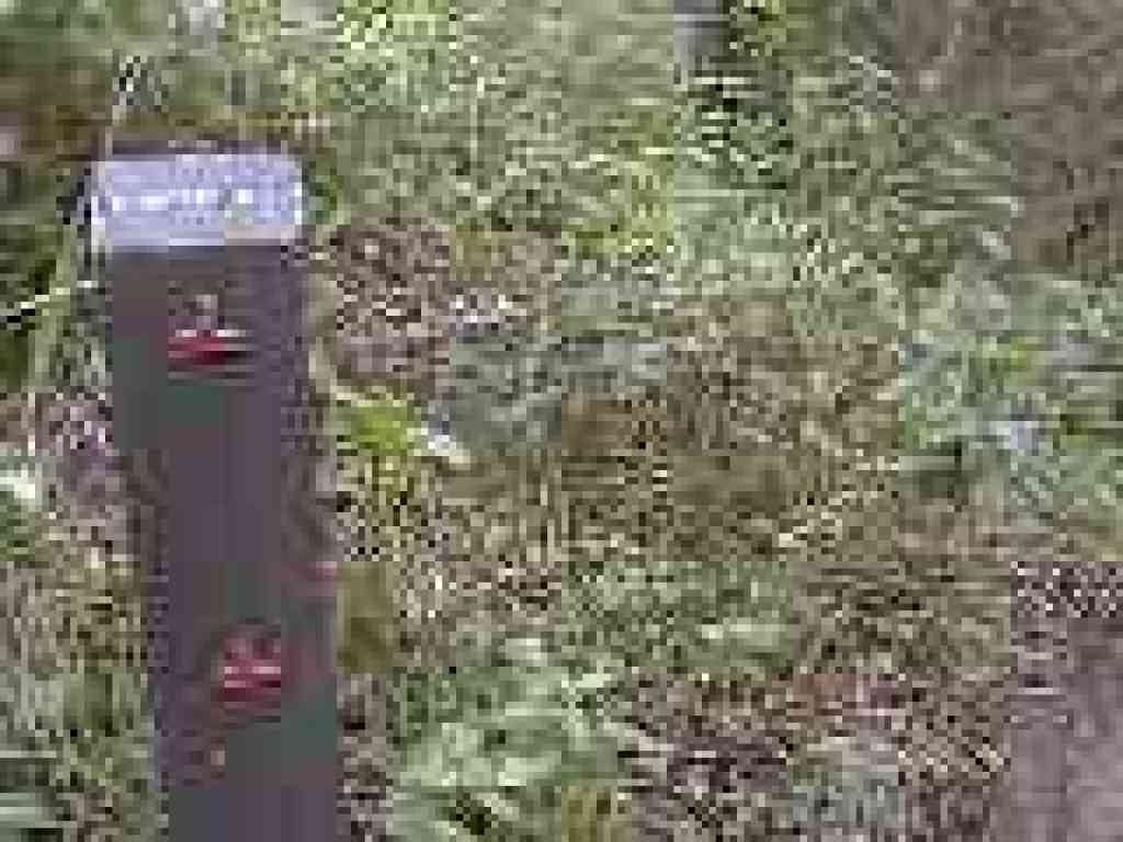 Coffeeberry