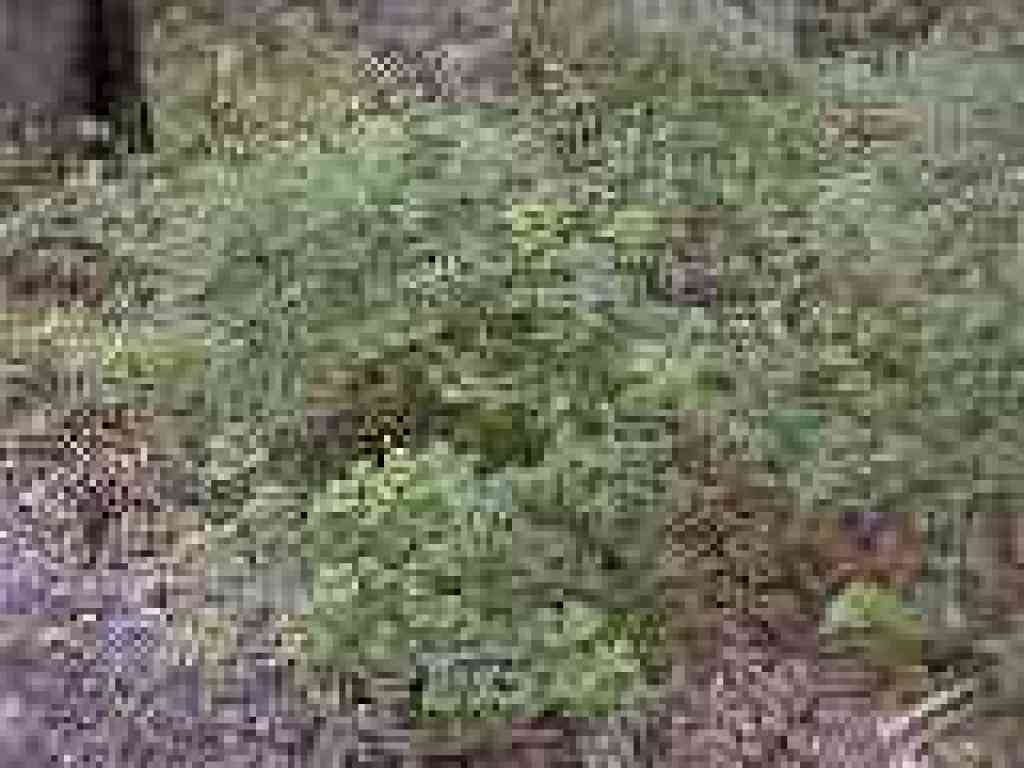 Snowberry