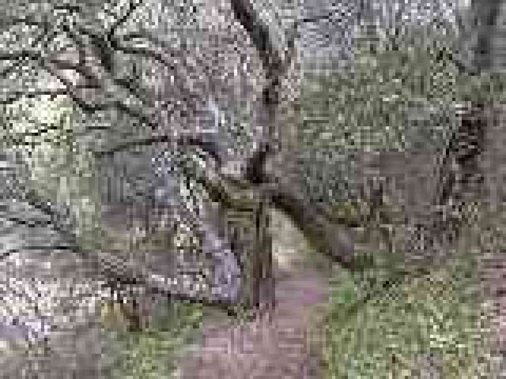 Live Oak Nature Trail
