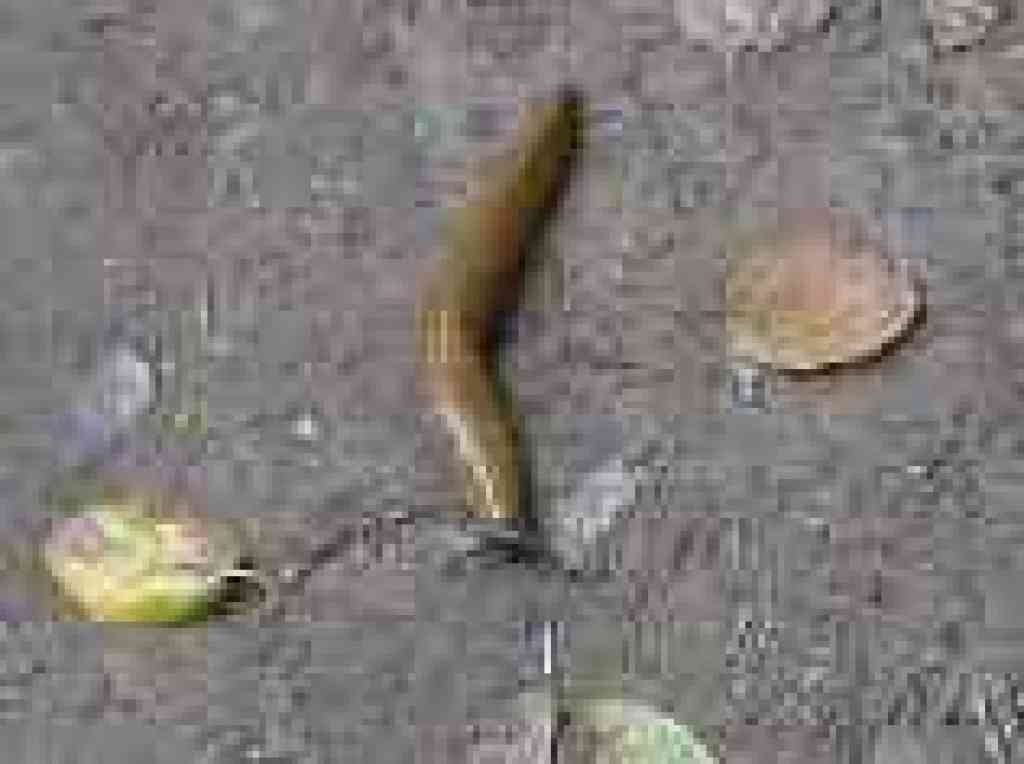 Banana slug