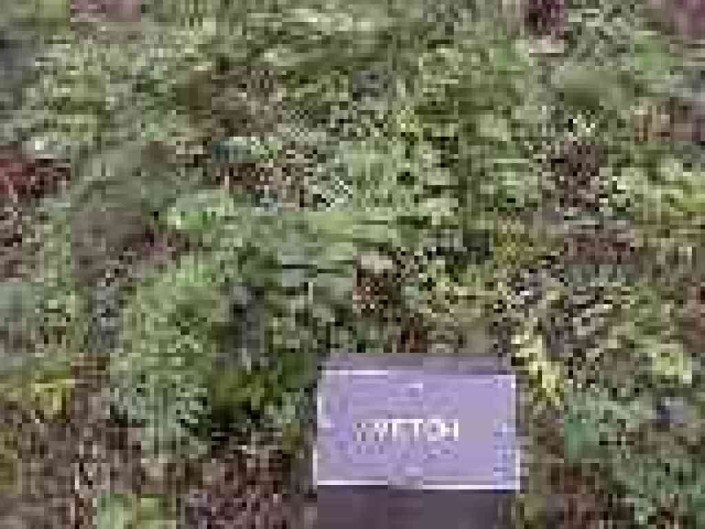 Vetch