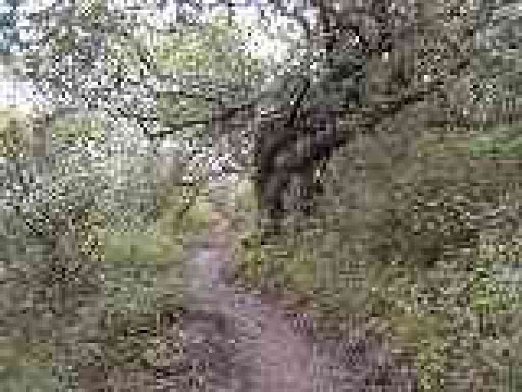 Junipero Serra photo