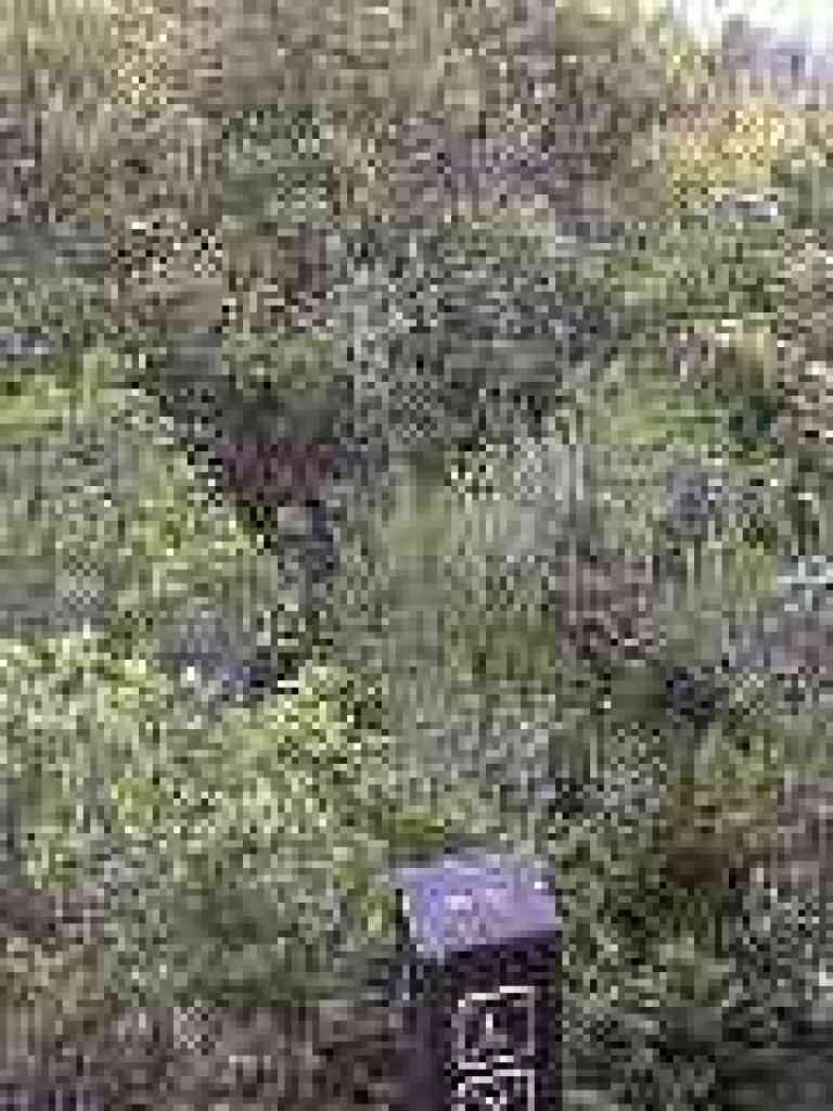 Toyon