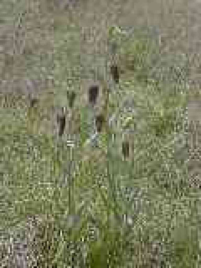 Mission bells