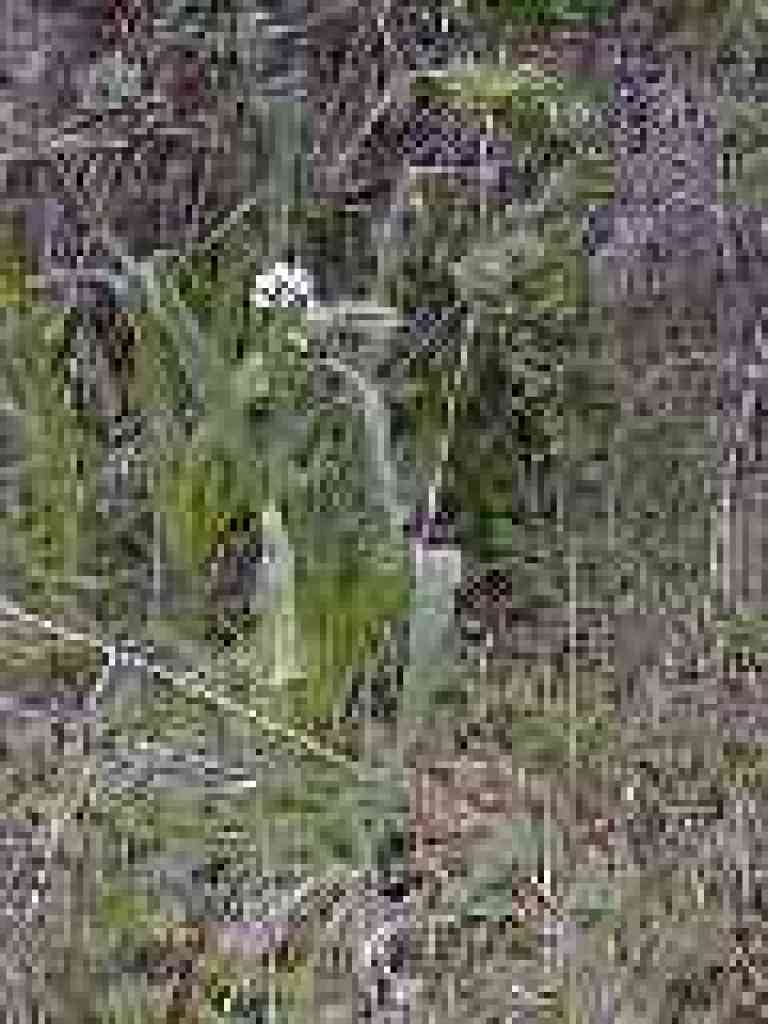 Milkmaids