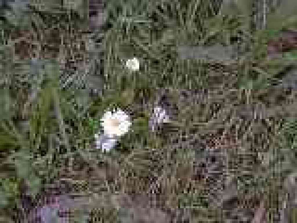 Daisy-like flowers