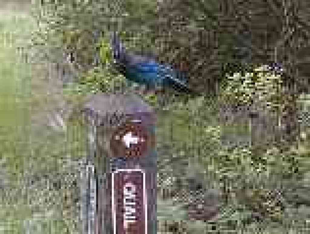Steller's jay