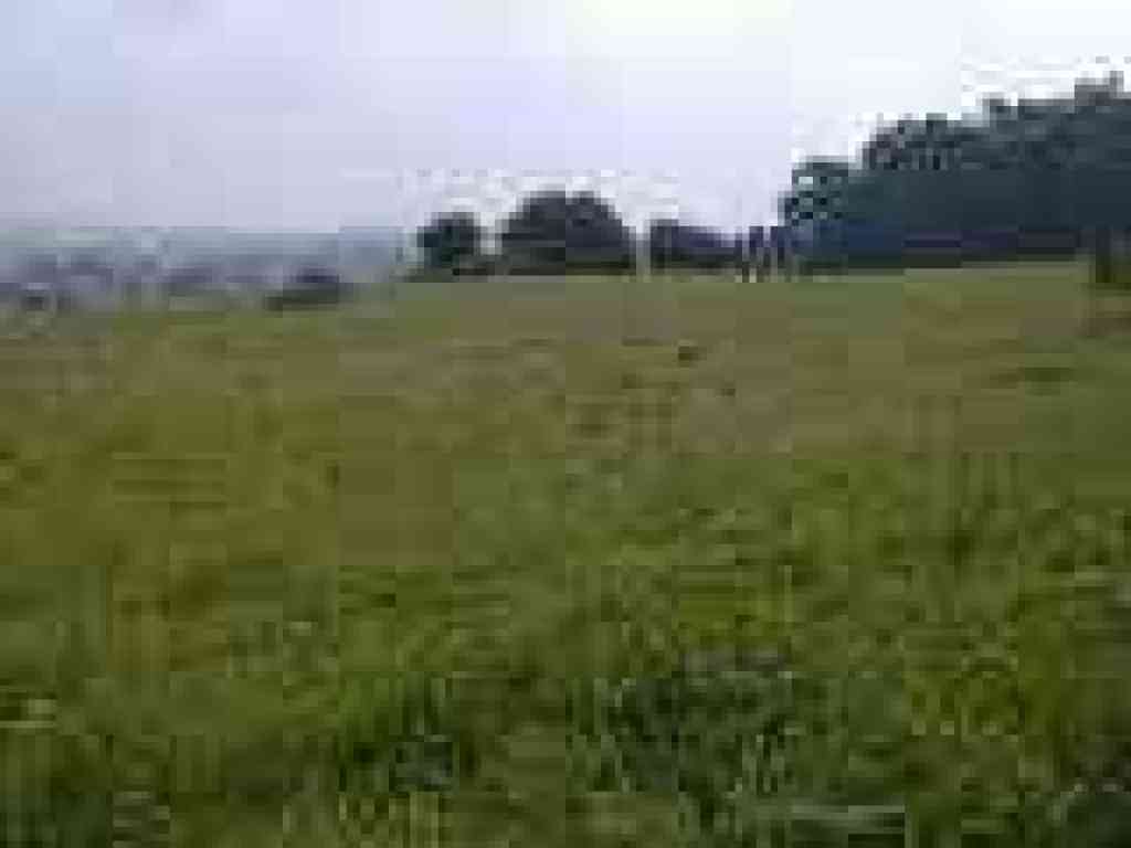 Meadow