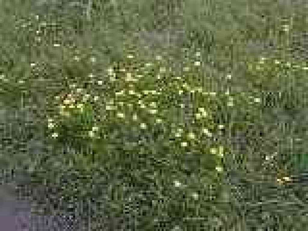 Buttercups