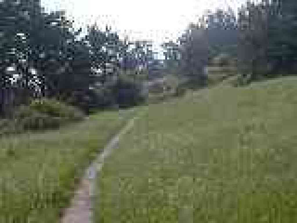 Through grassland