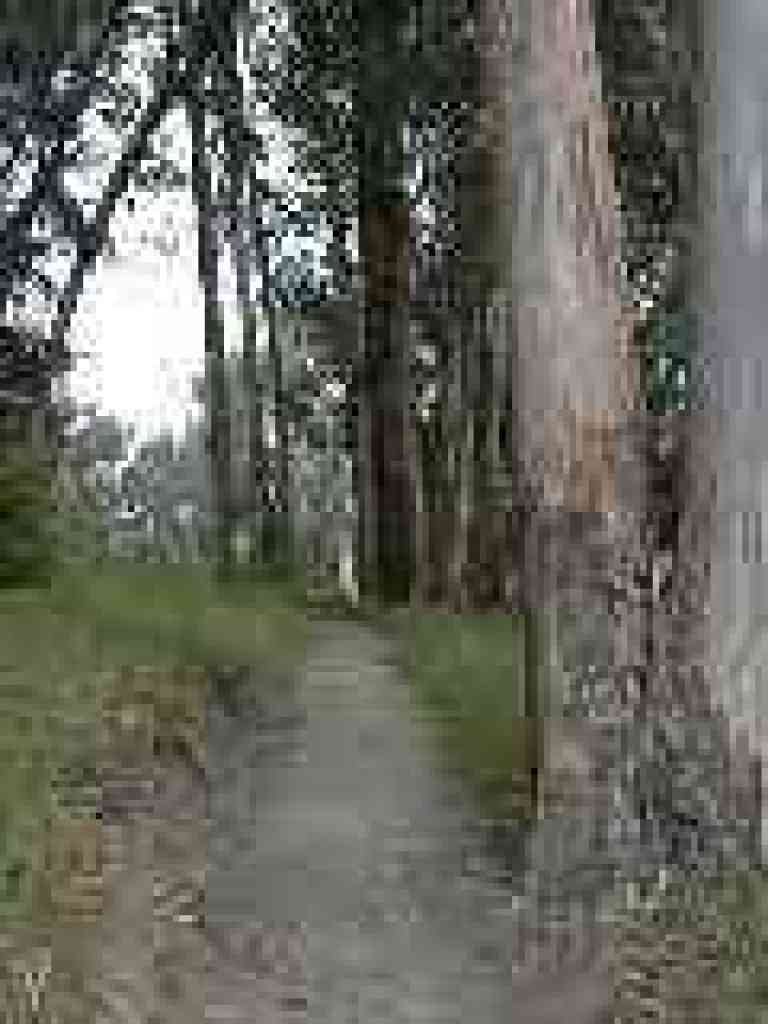 Eucalyptus
