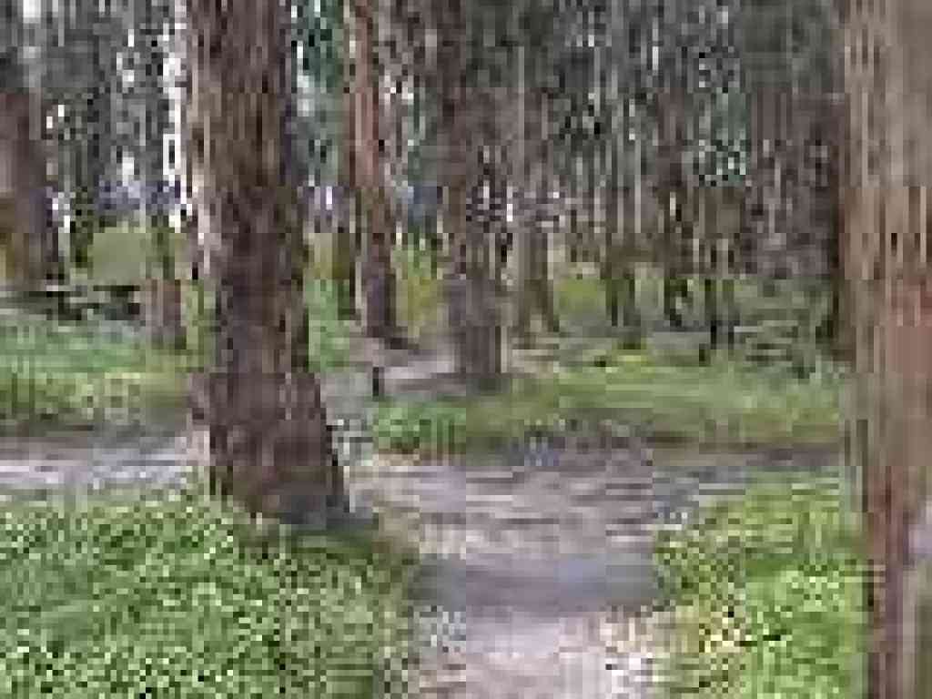Road crossing