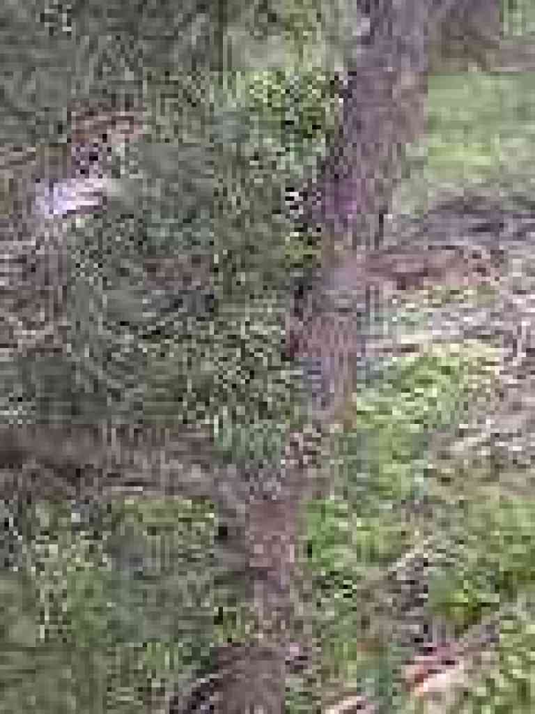 Cypress