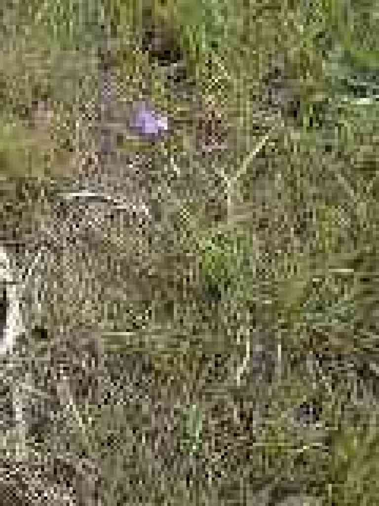 Blue-eyed grass
