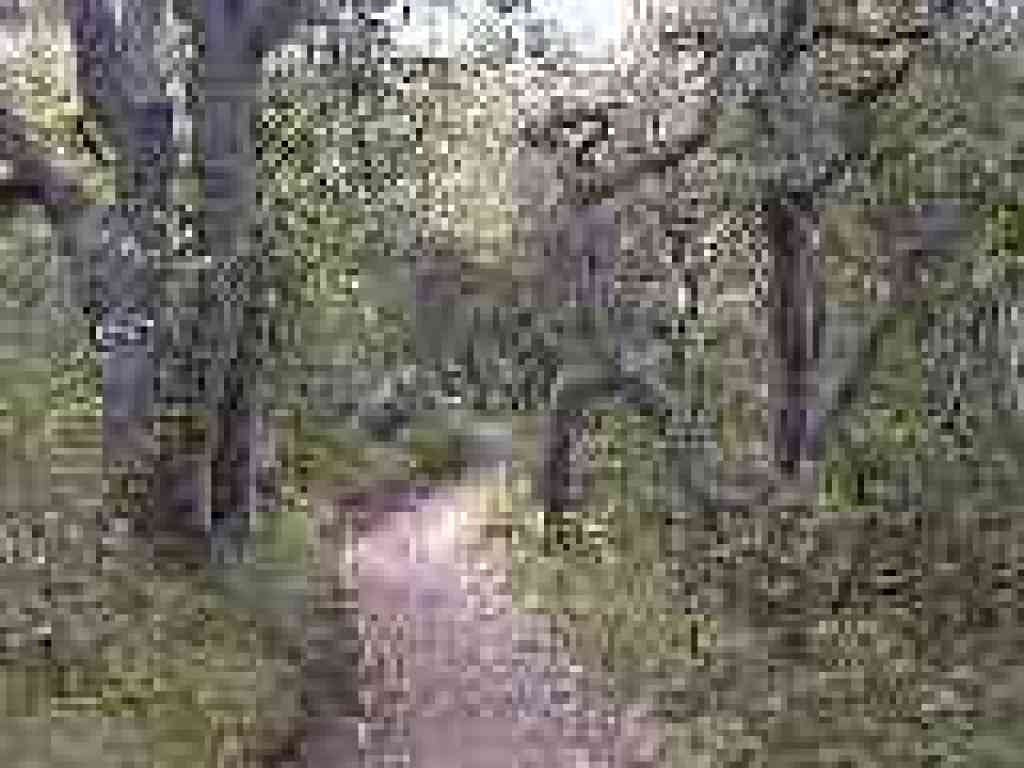 Back in oak woodlands