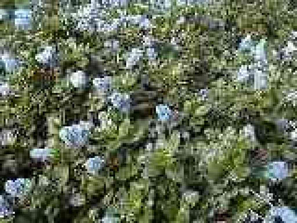Ceanothus
