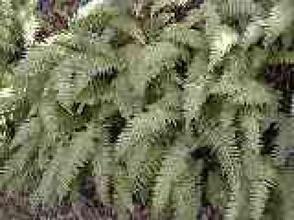 Ferns