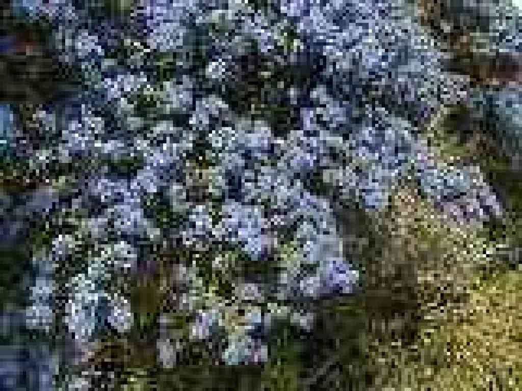 Ceanothus