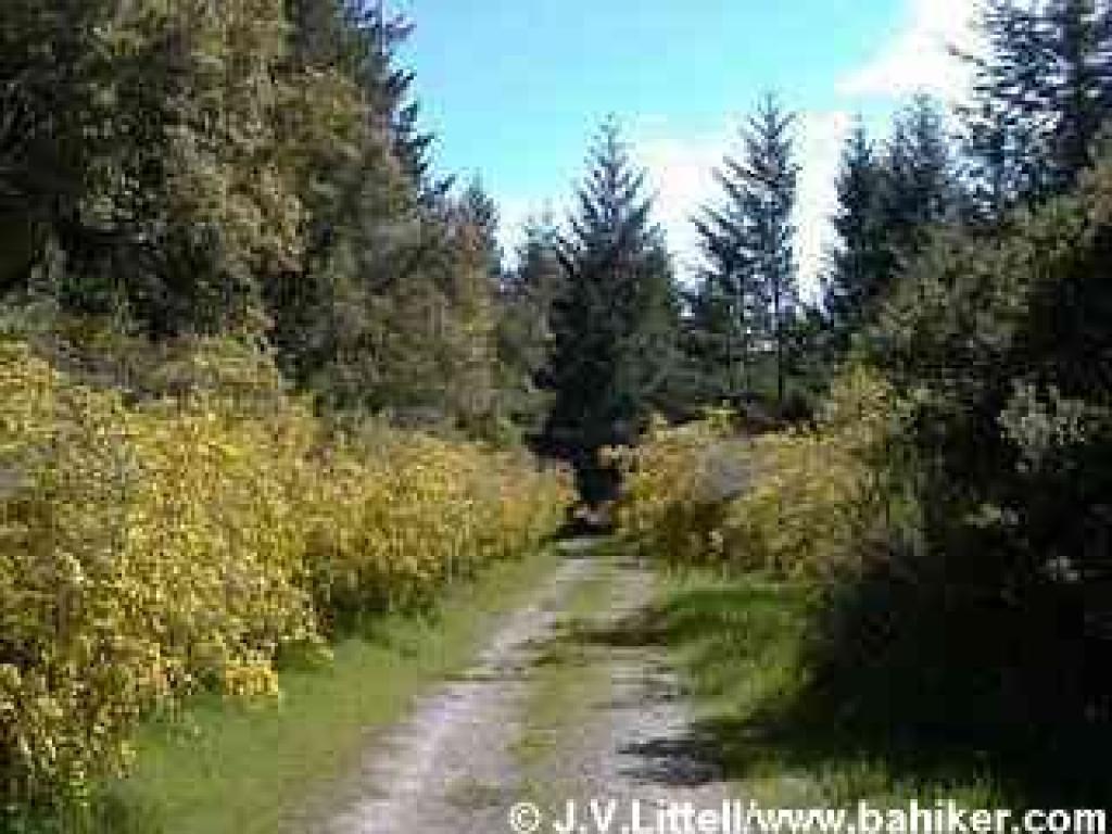 Broom-lined trail