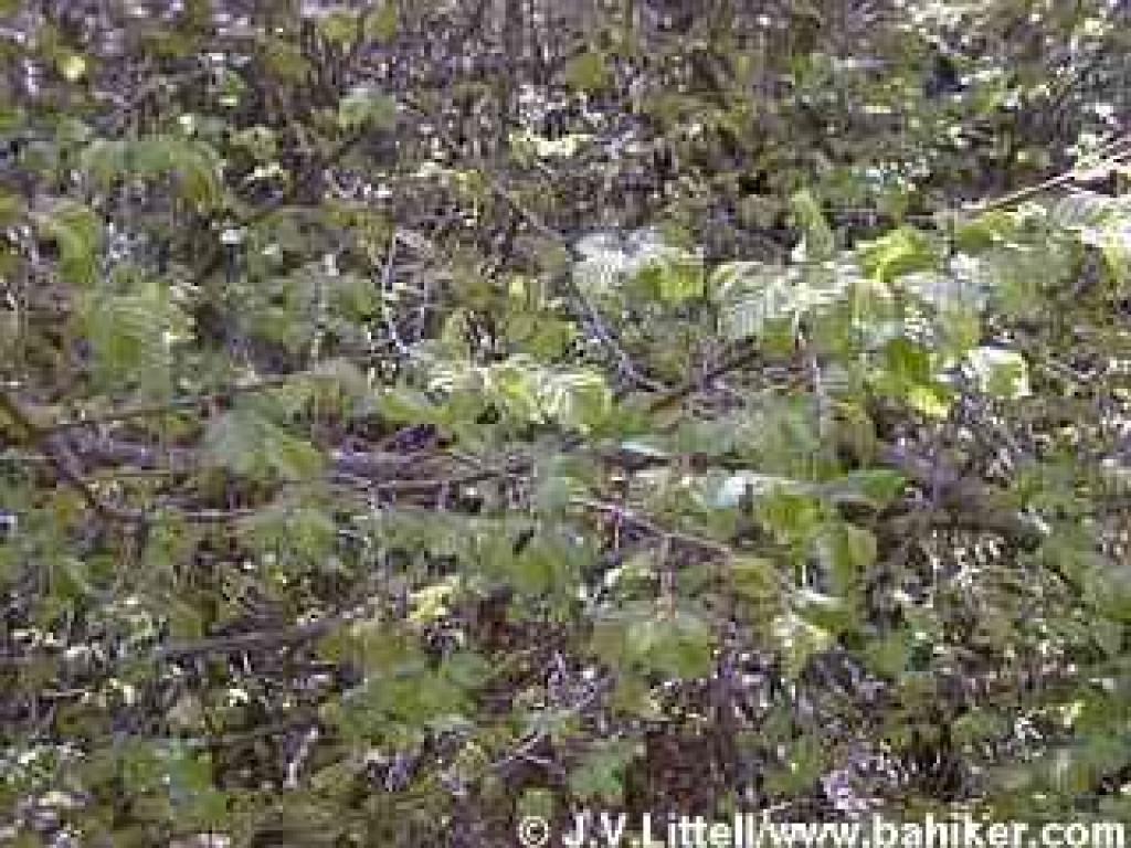 Hazelnut photo